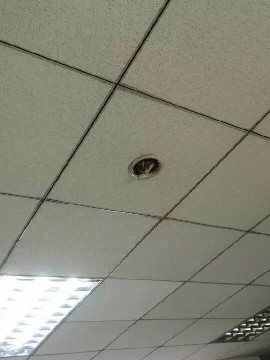 同事传了办公室天花板的照片给他仔细一看萌到了